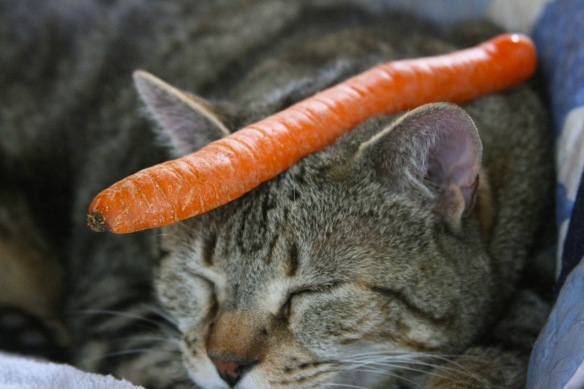 Things on Cowboy's Head. No. 39: Carrot.