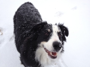 Avi in the snow.